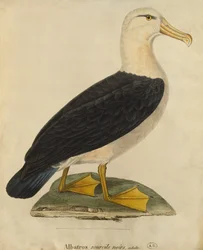 Albatros aux sourcils noirs